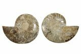 Daisy Flower Ammonite (Choffaticeras) - Madagascar #256689-1